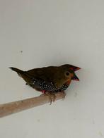 Groene druppel astrilde - mandingoa nitidula schlegeli, Meerdere dieren, Tropenvogel, Geringd