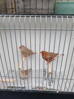 2 zebravinken mannen, Mannelijk