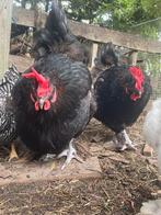 Twee zwart koperhals marans hennen 1,5 jaar oud, Vrouwelijk, Kip