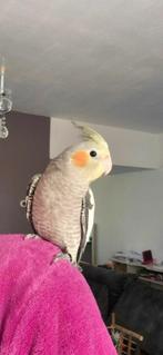 Jonge valkparkietjes., Dieren en Toebehoren, Vogels | Parkieten en Papegaaien, Meerdere dieren, Parkiet, Tam