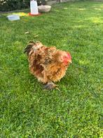 6 Cochin haantjes gratis, Dieren en Toebehoren, Pluimvee, Mannelijk, Kip