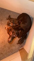 Kaninchen teckel pups, Kaninchen, CDV (hondenziekte), 8 tot 15 weken, Korthaar