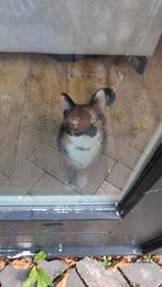 1 Kitten aftehalen, Dieren en Toebehoren, Katten en Kittens | Overige Katten, Meerdere dieren, Kortharig, 0 tot 2 jaar