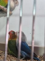 2 koppels fischerie s, Dieren en Toebehoren, Vogels | Parkieten en Papegaaien, Meerdere dieren, Parkiet