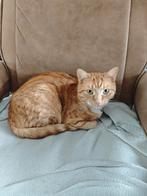 Rode gecastreerde 2 jarige kater inclusief alle toebehoren, Dieren en Toebehoren, Katten-accessoires, Ophalen of Verzenden