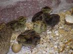Jonge kwartels japanse, Dieren en Toebehoren, Pluimvee, Meerdere dieren, Overige soorten