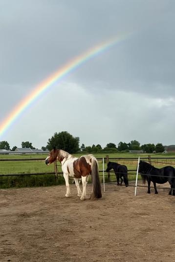 Stalhulp gezocht beschikbaar voor biedingen