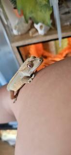 Correlophus cilliatus 0.1, Dieren en Toebehoren, Reptielen en Amfibieën, Hagedis, 0 tot 2 jaar