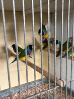 Koppels Gouldamadine, Dieren en Toebehoren, Vogels | Overige Vogels, Meerdere dieren, Tropenvogel, Geringd