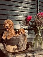 Labradoodle, Dieren en Toebehoren, Honden | Retrievers, Spaniëls en Waterhonden, Nederland, Overige rassen, CDV (hondenziekte)