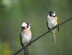 Mooi koppel of losse man chinese buulbuul, Dieren en Toebehoren, Meerdere dieren, Geringd