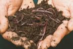 Tijgerwormen voor in een wormenhotel of compostvat/bak, Ophalen of Verzenden, Tuinaarde