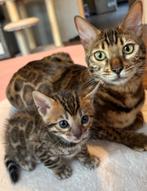 Nestverwachting Bengal Kittens – Augustus 2025, Meerdere dieren, Gechipt, 0 tot 2 jaar