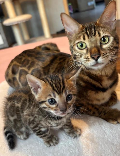 Nestverwachting Bengal Kittens – Augustus 2025, Dieren en Toebehoren, Katten en Kittens | Raskatten | Korthaar, Meerdere dieren