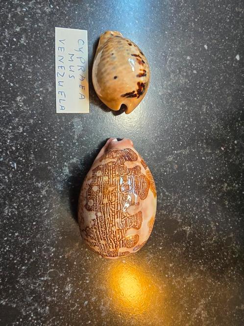2 Cypraea een Mus de andere Mappa, Verzamelen, Mineralen en Fossielen, Mineraal, Ophalen of Verzenden