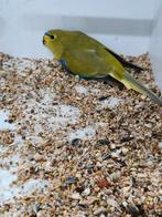 Elegant parkiet, Dieren en Toebehoren, Vogels | Parkieten en Papegaaien, Meerdere dieren, Parkiet, Geringd