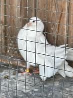 Pauwstaarten te koop, Dieren en Toebehoren, Meerdere dieren, Overige soorten