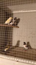 Harlekijn kanaries, Dieren en Toebehoren, Meerdere dieren, Kleurkanarie