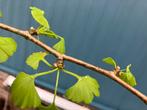 Ginkgo Biloba Japanse Notenboom 4,5m hoog, Tuin en Terras, Planten | Bomen, Ophalen, Volle zon, Zuilboom, 400 cm of meer