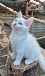 Ragdoll X maincoon  kittens, 2 poesjes geënt gechipt., Dieren en Toebehoren, Katten en Kittens | Raskatten | Langhaar, Poes, Gechipt
