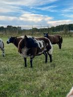 Te koop: bonte ooi, Dieren en Toebehoren, Schapen, Geiten en Varkens, Vrouwelijk, Schaap, 0 tot 2 jaar