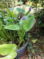 Vijver planten nog enkele 4 euro per stuk, Ophalen of Verzenden, Eenjarig, Overige soorten, Volle zon