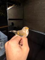 Major Putters Kanarie, Dieren en Toebehoren, Vogels | Kanaries, Mannelijk, Kleurkanarie