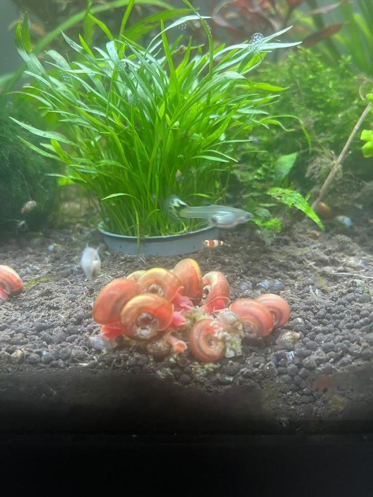 Oranje Posthoornslakken – Gezond & actief uit eigen aquarium, Dieren en Toebehoren, Vissen | Aquariumvissen, Zoetwatervis, Slak of Weekdier