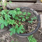 Hop.  Volwassen hop planten.  ( zeer decoratief )., Tuin en Terras, Planten | Tuinplanten, Vaste plant, Herfst, Klimplanten, Ophalen