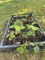 Aardbeien plantjes te koop, Ophalen of Verzenden, Zo goed als nieuw