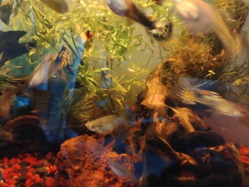 Div guppen, Dieren en Toebehoren, Vissen | Aquariumvissen, Vis