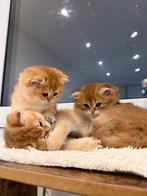 Britse korthaar kittens golden shaded, Dieren en Toebehoren, Katten en Kittens | Overige Katten, Meerdere dieren, Kortharig, 0 tot 2 jaar