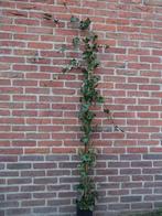 **ACTIE** Klimop 200-225 cm Hedera hibernica, klimplant, Ophalen of Verzenden, Bloeit niet, Klimplanten, Halfschaduw