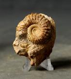 Ammoniet, Ophalen of Verzenden, Fossiel