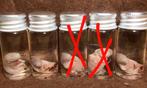 3 Rosse woelmuis pups op sterk water GRATIS VERZENDING, Verzamelen, Dierenverzamelingen, Nieuw, Wild dier, Opgezet dier, Ophalen of Verzenden