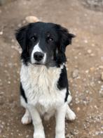 Maak kennis met Esco, Particulier, 15 weken tot 1 jaar, Reu, Buitenland