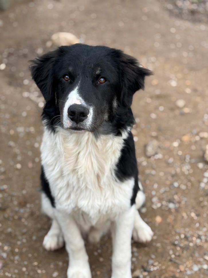 Maak kennis met Esco, Dieren en Toebehoren, Honden | Niet-rashonden, Middel, Reu, Particulier, Eén hond, Buitenland, 15 weken tot 1 jaar