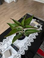 Kalanchoe / Krokodillenplant, Groene kamerplant, Ophalen, Overige soorten, Minder dan 100 cm