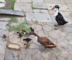 7 Loopeend kuikens flessen eenden, Dieren en Toebehoren, Pluimvee, Meerdere dieren, Eend