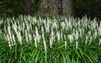 Liriope white monroe en andere soorten, Tuin en Terras, Planten | Tuinplanten, Zomer, Bodembedekkers, Ophalen of Verzenden, Volle zon