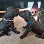 5e generatie prachtige labradoodle pups, 8 tot 15 weken, Groot, Meerdere, Meerdere dieren