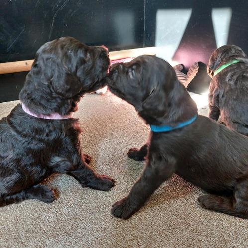 5e generatie prachtige labradoodle pups, Dieren en Toebehoren, Honden | Niet-rashonden, Groot, Meerdere dieren, Particulier, Meerdere