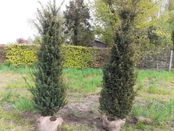 Mooie grote taxus baccata van eigen kwekerij beschikbaar voor biedingen