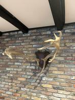 Herten gewei op plank, Ophalen, Nieuw