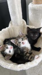 2 lieve Europese Korthaar poesjes – direct beschikbaar!, Dieren en Toebehoren, Poes, Ontwormd, 0 tot 2 jaar