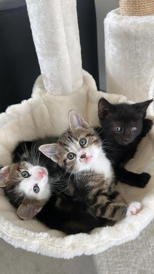 lieve Europese Korthaar poesje – direct beschikbaar!, Dieren en Toebehoren, Katten en Kittens | Raskatten | Korthaar, Poes, 0 tot 2 jaar