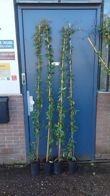 Toscaanse Jasmijn (Trachelospermum jasminoides)
🌿 beschikbaar voor biedingen