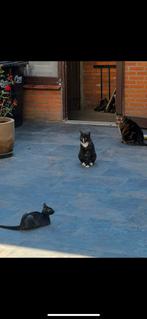 Zwart wit gevlekte kater in nood voor een nieuw baasje…, Dieren en Toebehoren, Katten en Kittens | Overige Katten, Kater