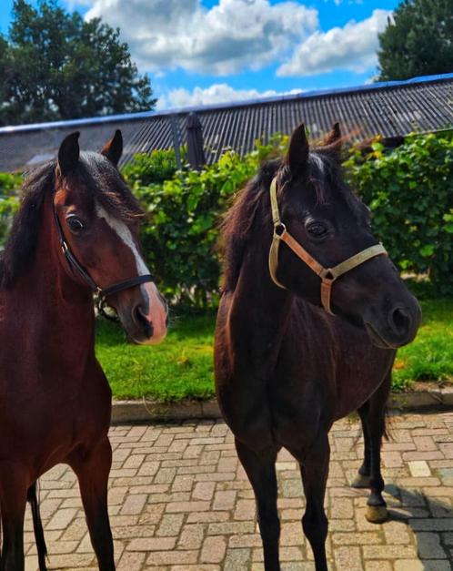 Superleuk 2-span Hackney merries – Betuigd en met goede afst, Dieren en Toebehoren, Paarden, Merrie
