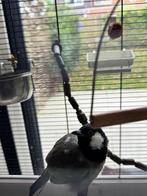 Witoorbuulbuul pop, Dieren en Toebehoren, Vogels | Overige Vogels, Vrouwelijk, Wildzangvogel, Tam